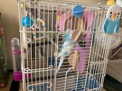 インコのお家
