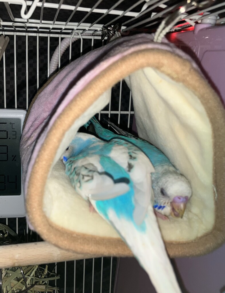 今夜から二人寝