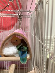 安眠テント