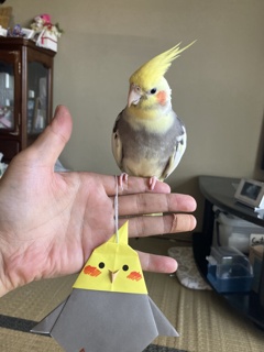 ちょんま君　♂　６か月