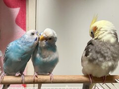 お見舞い