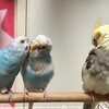 お見舞い