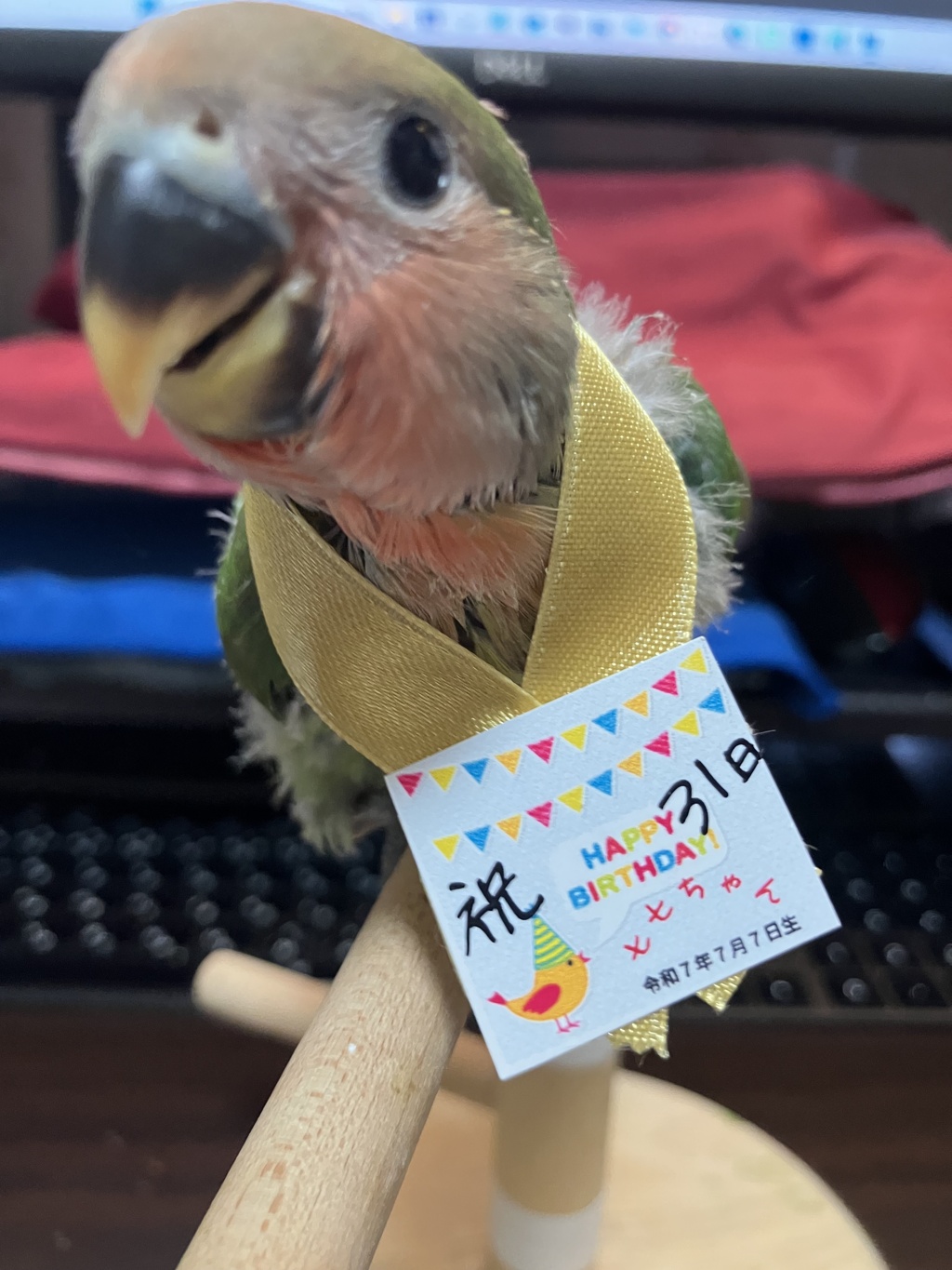 生後　31日目　おめでとう