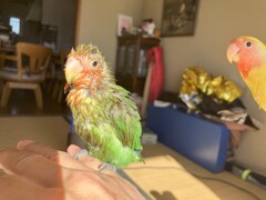 すももちゃんはいつも派手目に