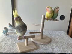 ファミリー集合