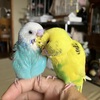 なかよしこよし