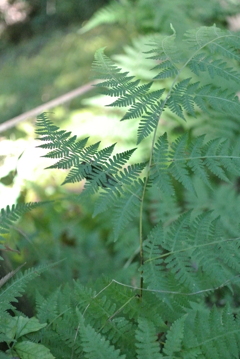シダ植物