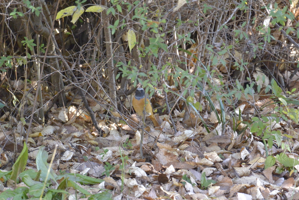 わかりづらいけど、ジョウビタキ