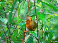 ガビチョウ