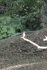 初   ホソ カワセミ撮影  