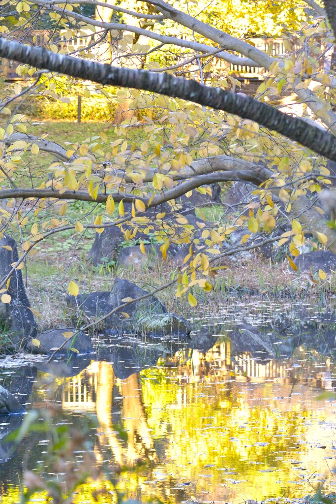 水たまりも紅葉