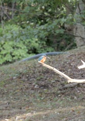 初 カワセミ撮影
