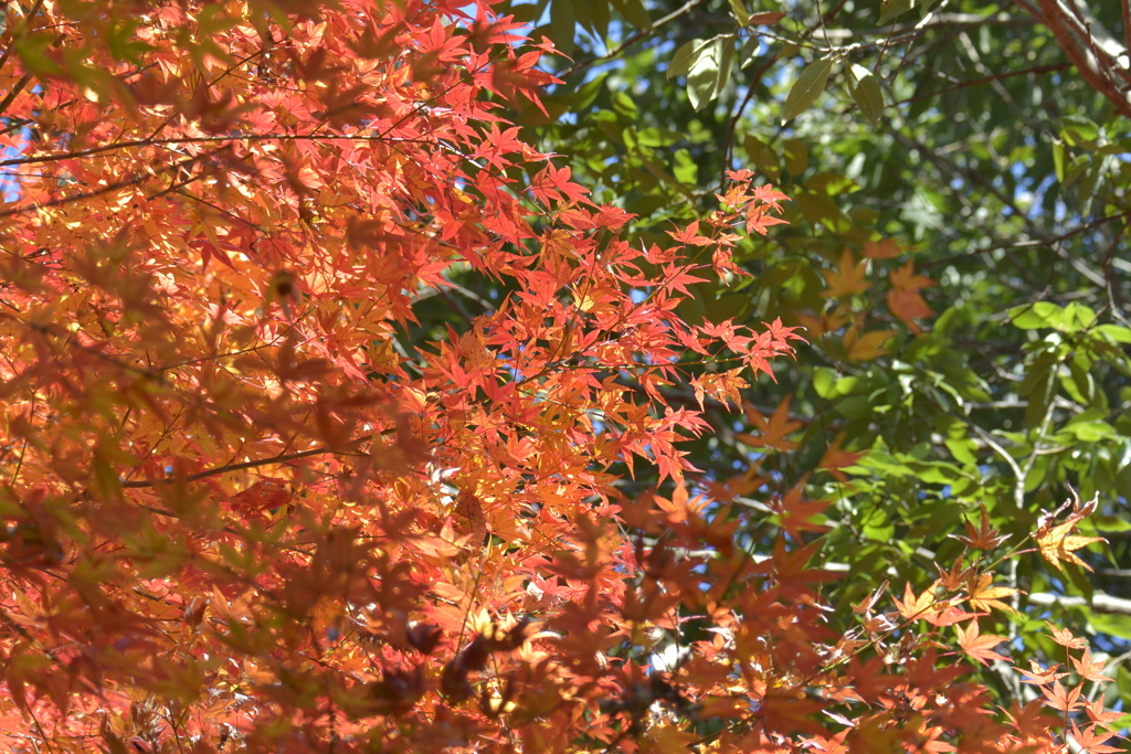 _紅葉