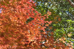 _紅葉