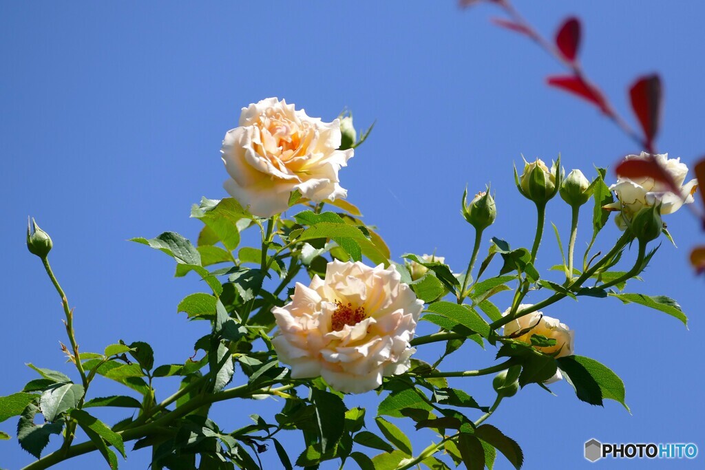 心地よい夏空