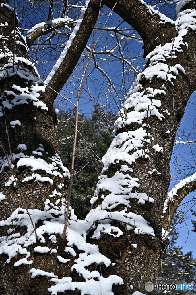 雪化粧の染井