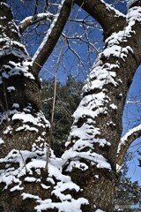 雪化粧の染井