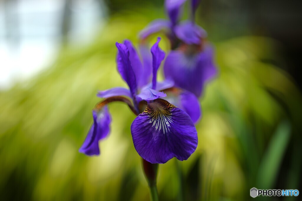 時節花