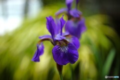 時節花