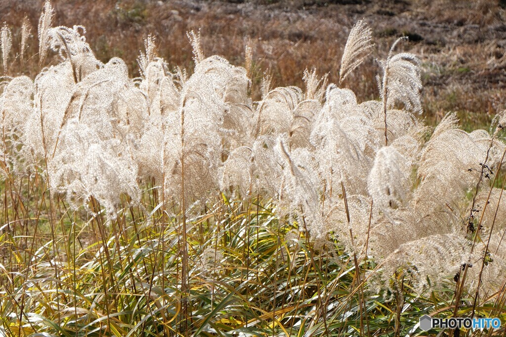 高原の風に乗って