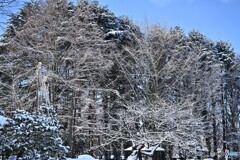 凍える樹々