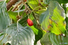 ポツンとひとつ