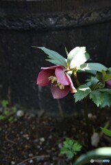 日陰花
