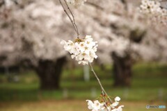春風