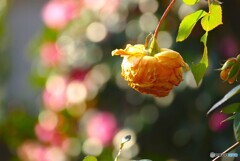 今日は晴れそう