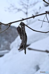 寒風にさらされて