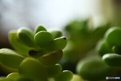 段々と春色に