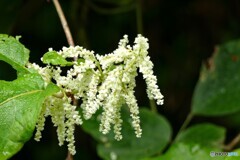 林道の花