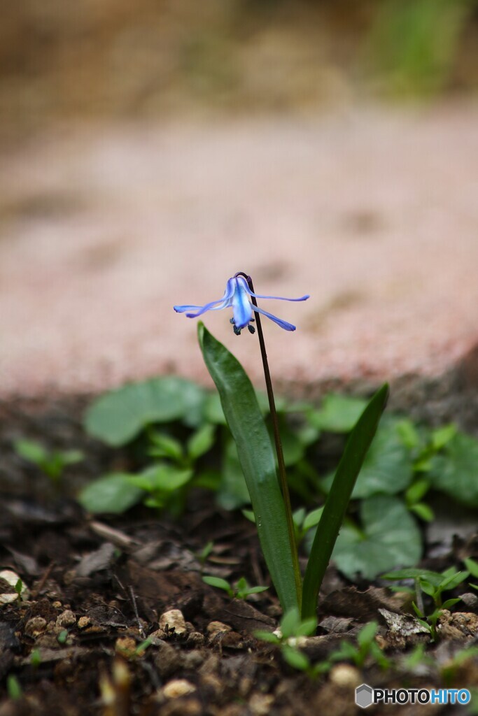 小さくとも凛と
