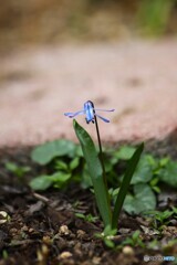 小さくとも凛と