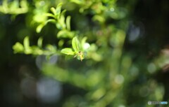 小さな世界