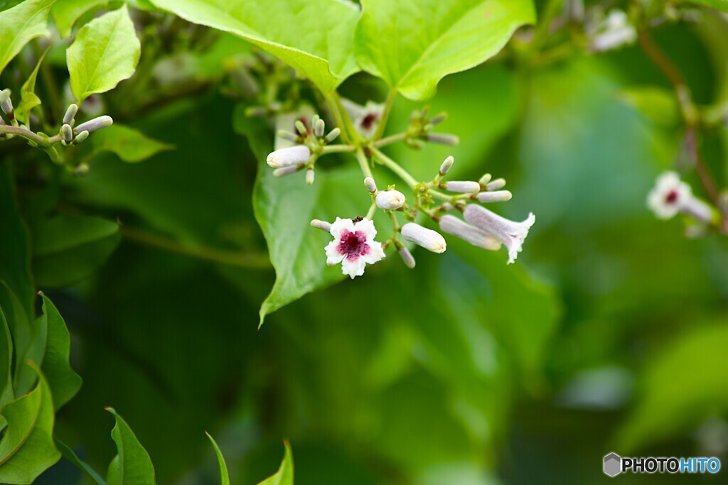 爽やかな散歩路