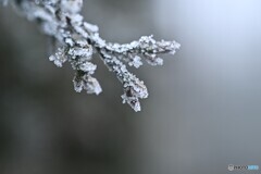 芯まで凍えて