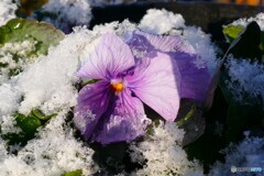 最後の雪化粧かな？