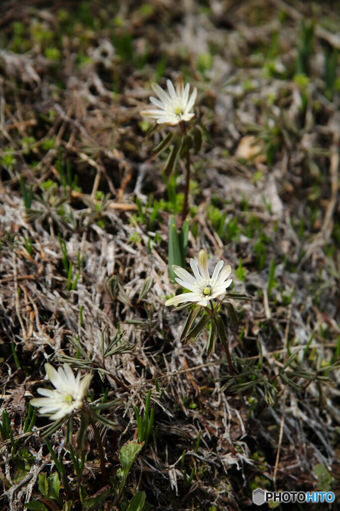 山里の春
