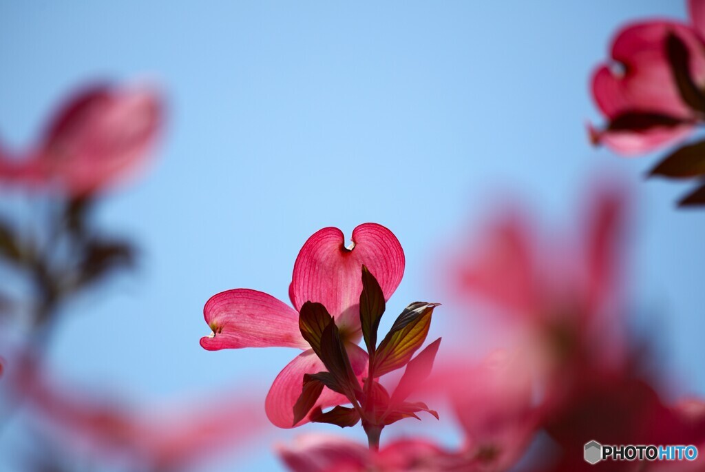 爽やか春空