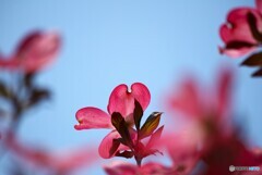 爽やか春空