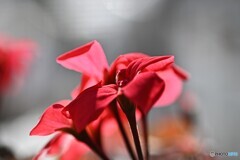 陽気に