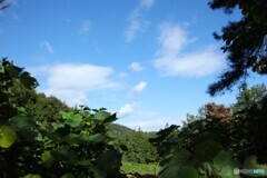 秋空