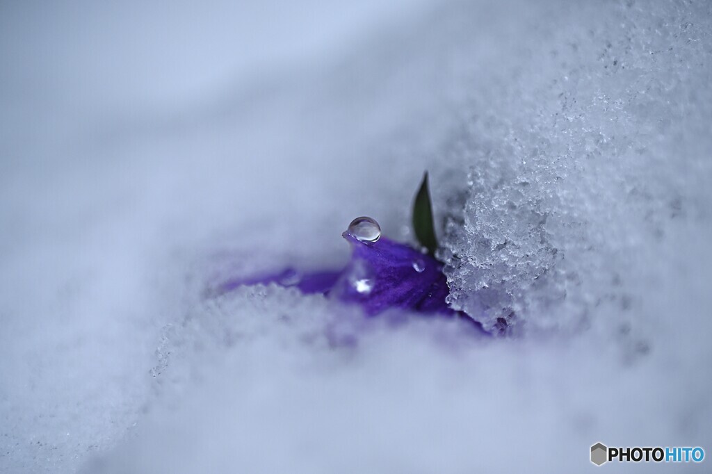 春の重雪