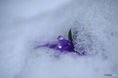 春の重雪