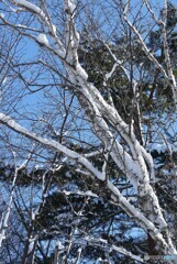 雪化粧