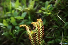 夫々発信
