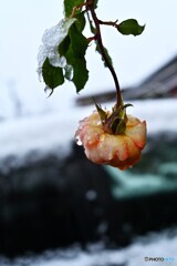 打たれ乍らも