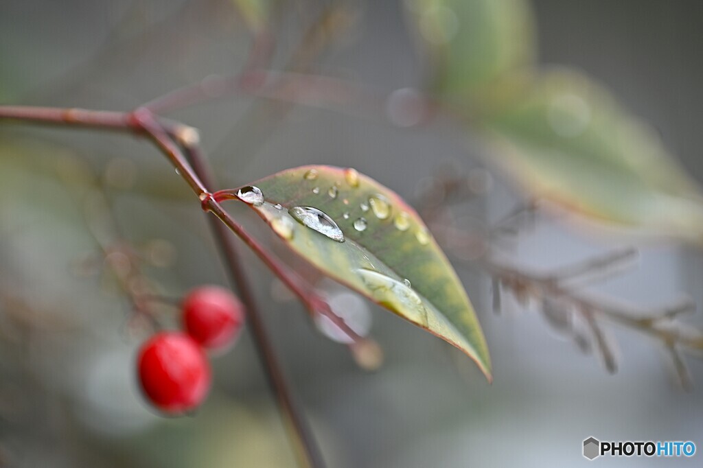 冬の雫