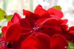 窓辺で活き活き